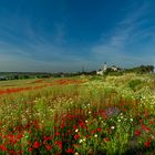 Campos de amapolas