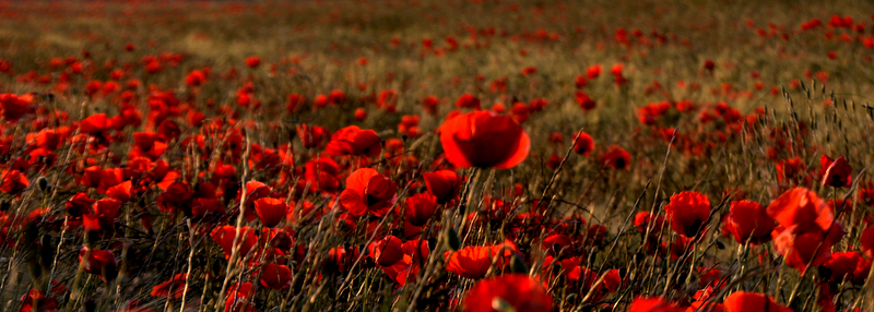 Campos de amapolas en las Bardenas Reales.