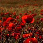 Campos de amapolas en las Bardenas Reales.