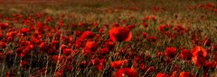 Campos de amapolas en las Bardenas Reales.