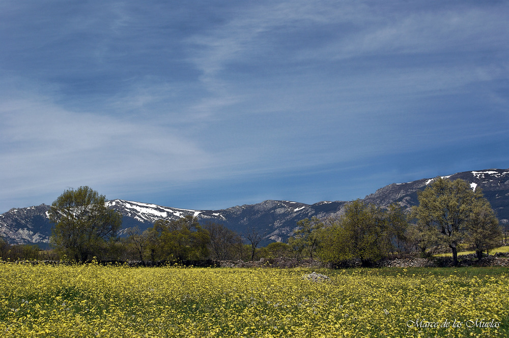 ...campos de amarillo....