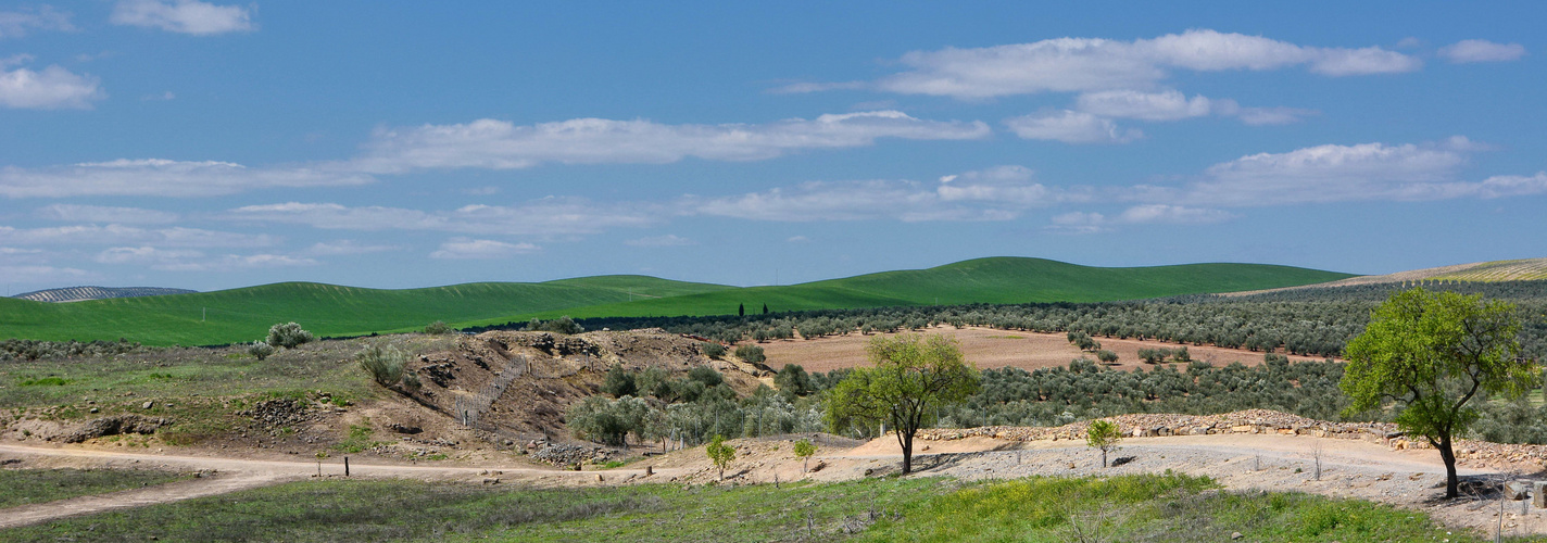 Campos de Andalucia