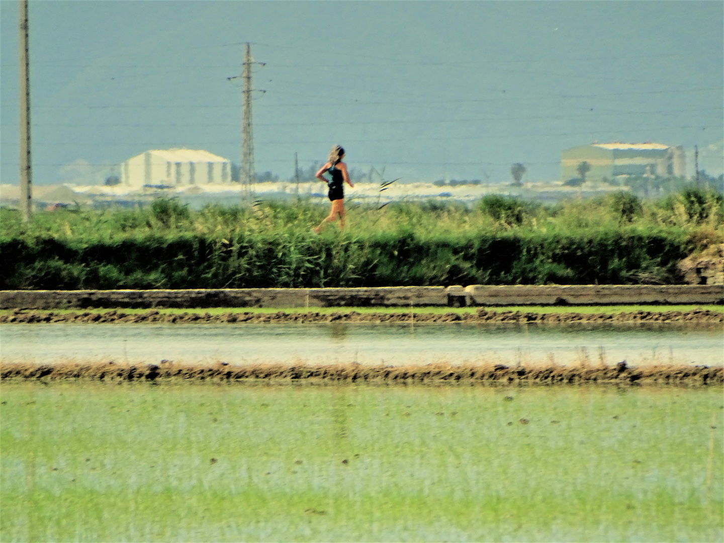 campos de arroz