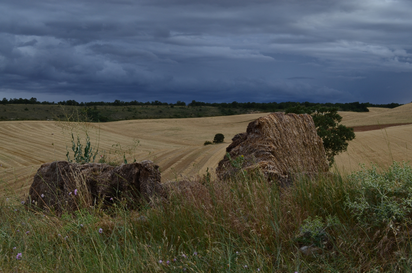 campos de Castila