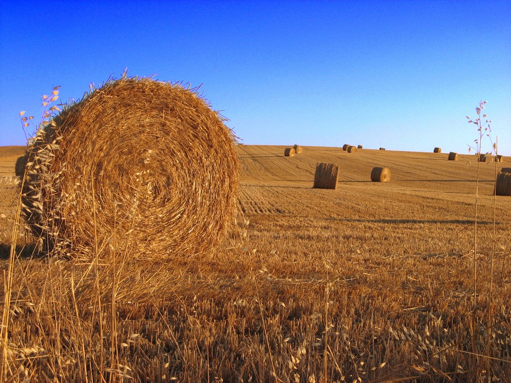 Campos de Castilla