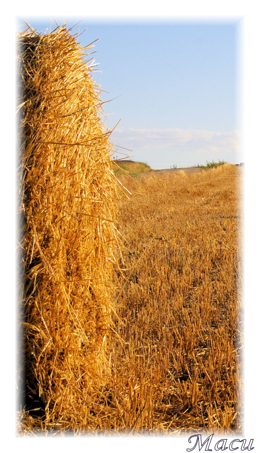 Campos de Castilla