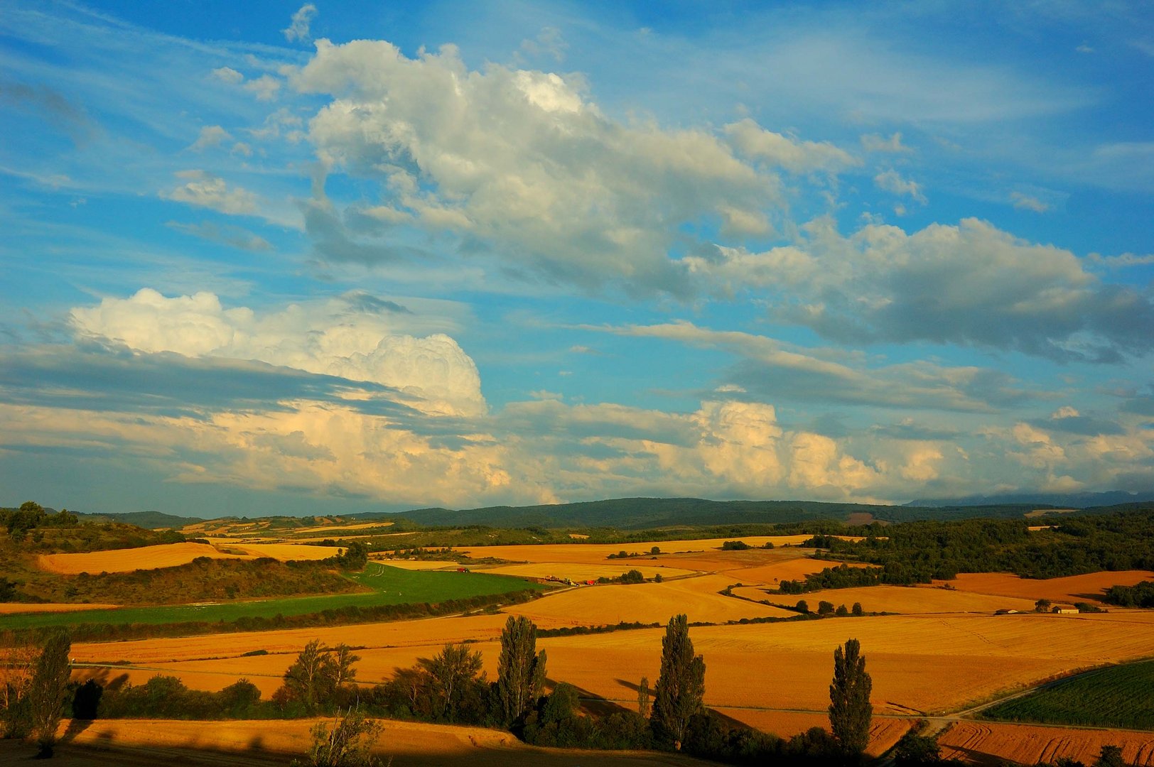 Campos de cereal