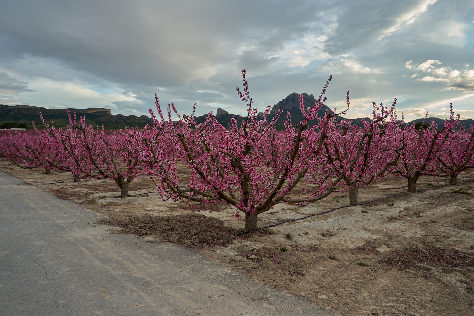 Campos de Cieza - Melocotoneros