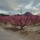 Campos de Cieza - Melocotoneros