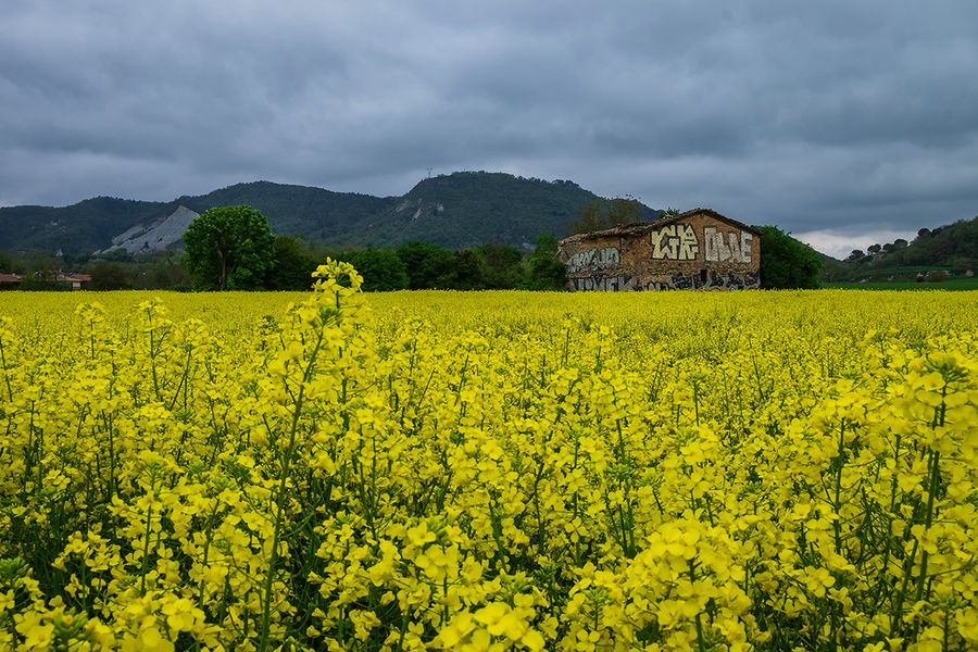 Campos de Colza