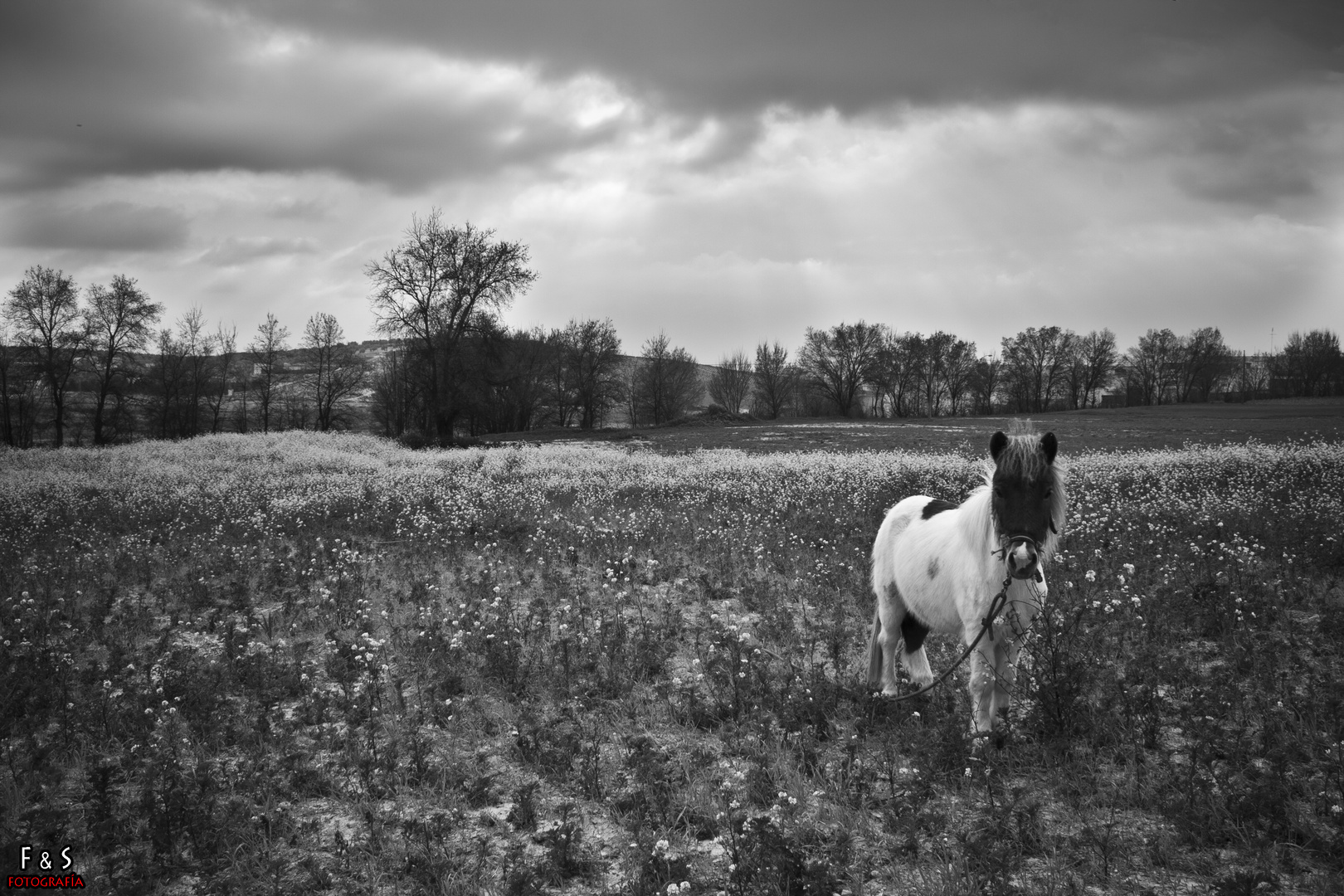 Campos de furia