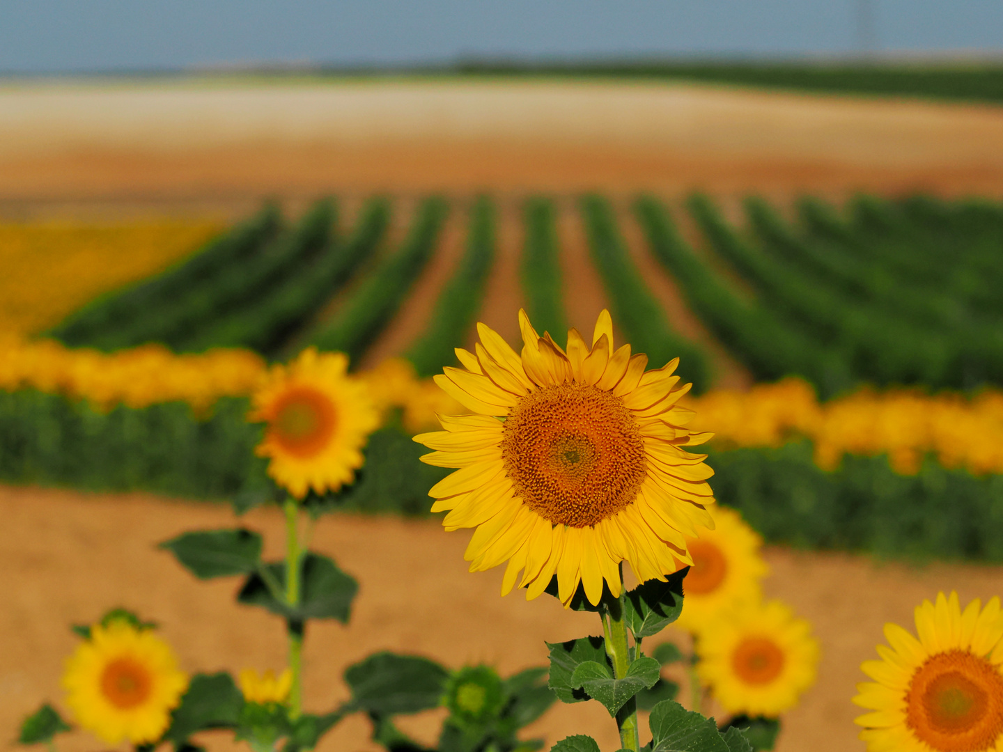 Campos de girasol y viñedos