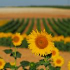 Campos de girasol y viñedos