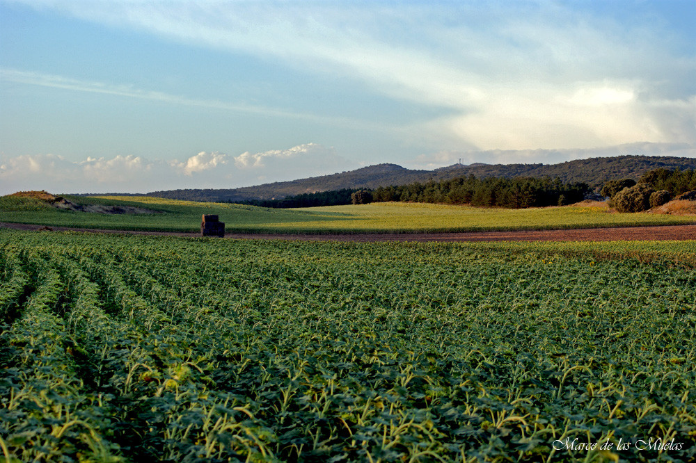 Campos de girasoles 2...