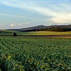 Campos de girasoles 2...