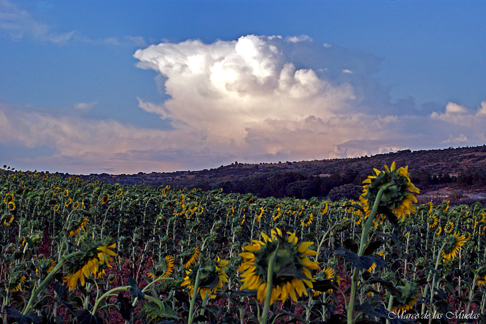 Campos de girasoles 3...