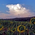 Campos de girasoles 3...