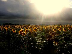 campos de girasoles