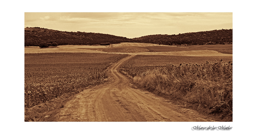 Campos de girasoles 4...