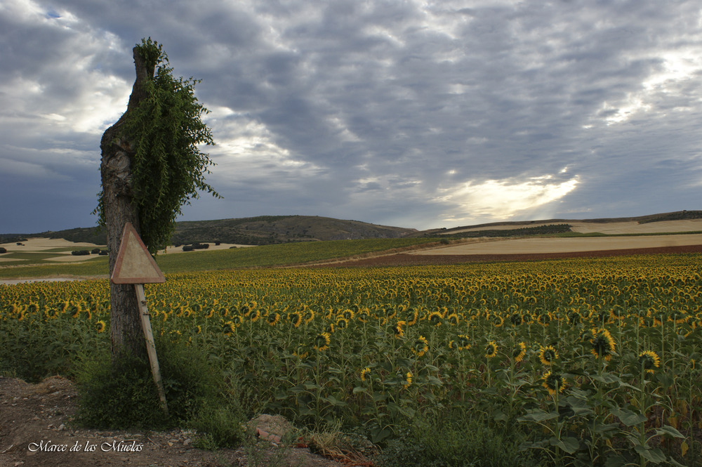 ...campos de girasoles 5...