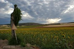 ...campos de girasoles 5...