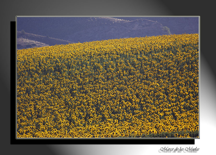 Campos de girasoles.