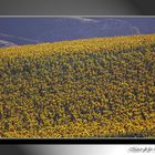 Campos de girasoles.