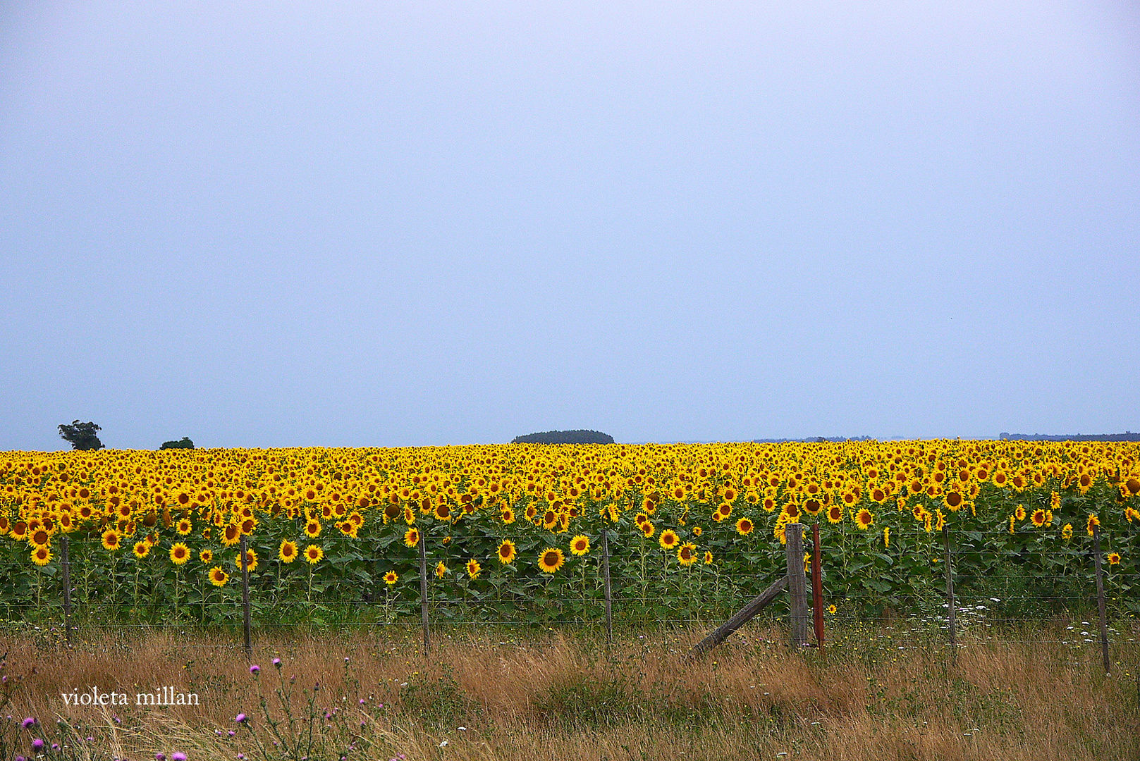 campos de girasoles