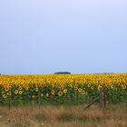 campos de girasoles