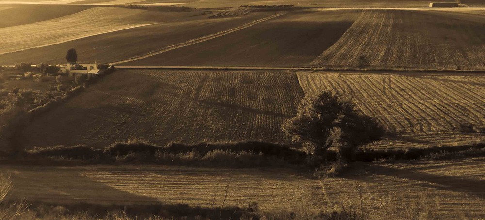 CAMPOS DE GUADALAJARA l