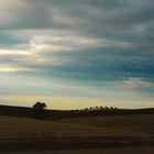 CAMPOS DE GUADALAJARA - l l