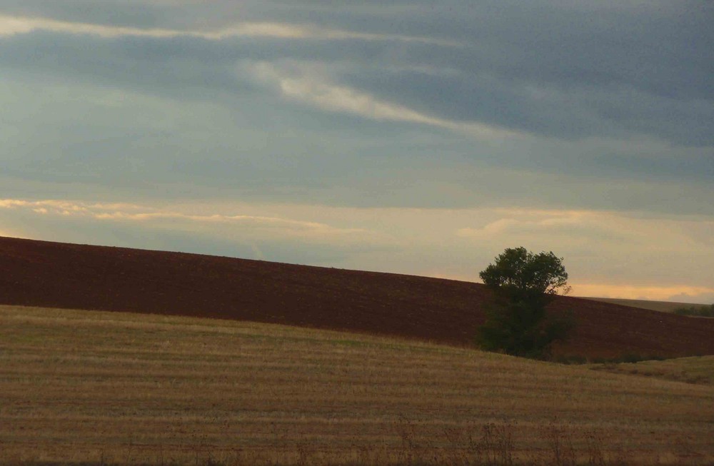 CAMPOS DE GUADALAJARA -l l l