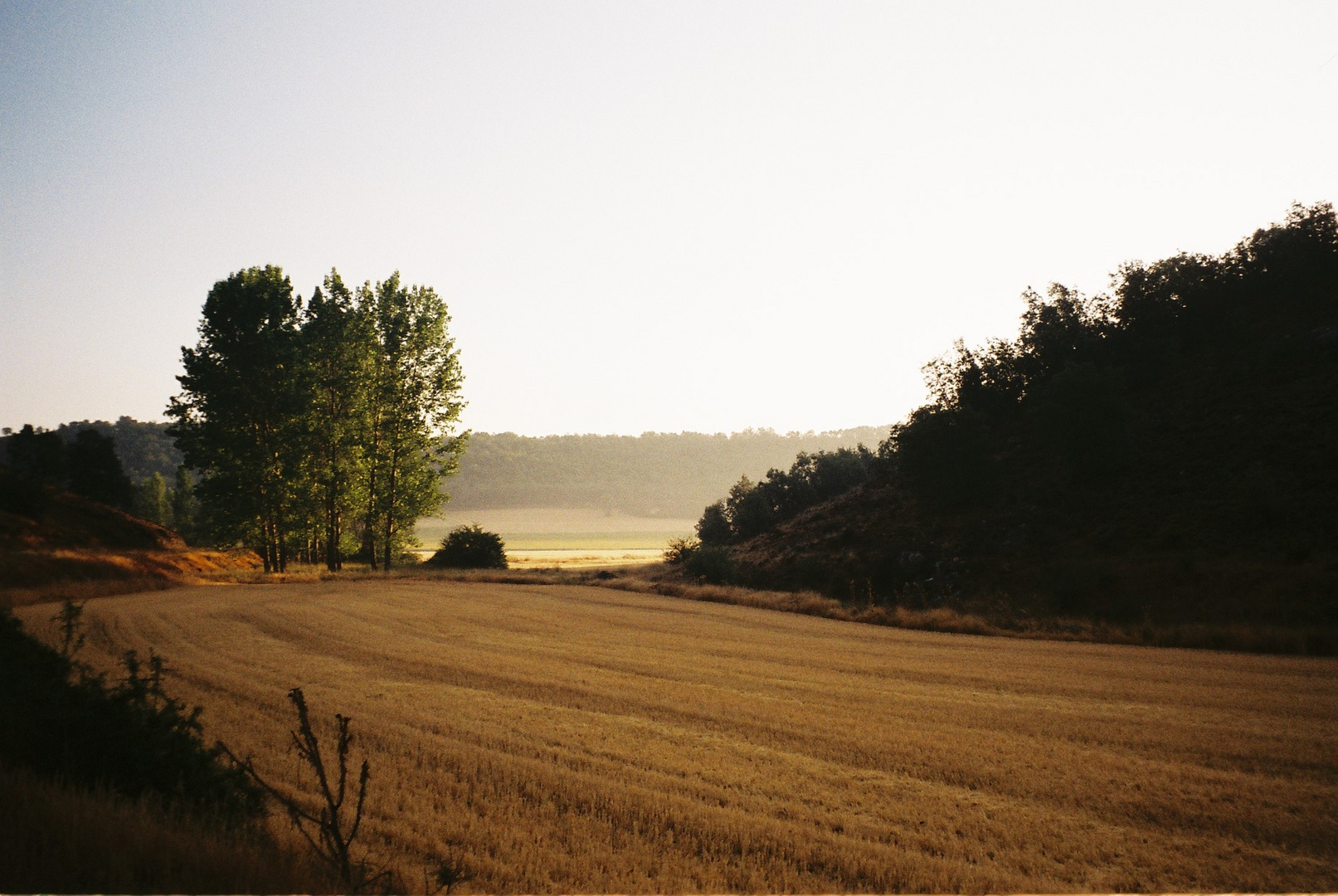 Campos de Guadalajara,matinal