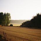 Campos de Guadalajara,matinal