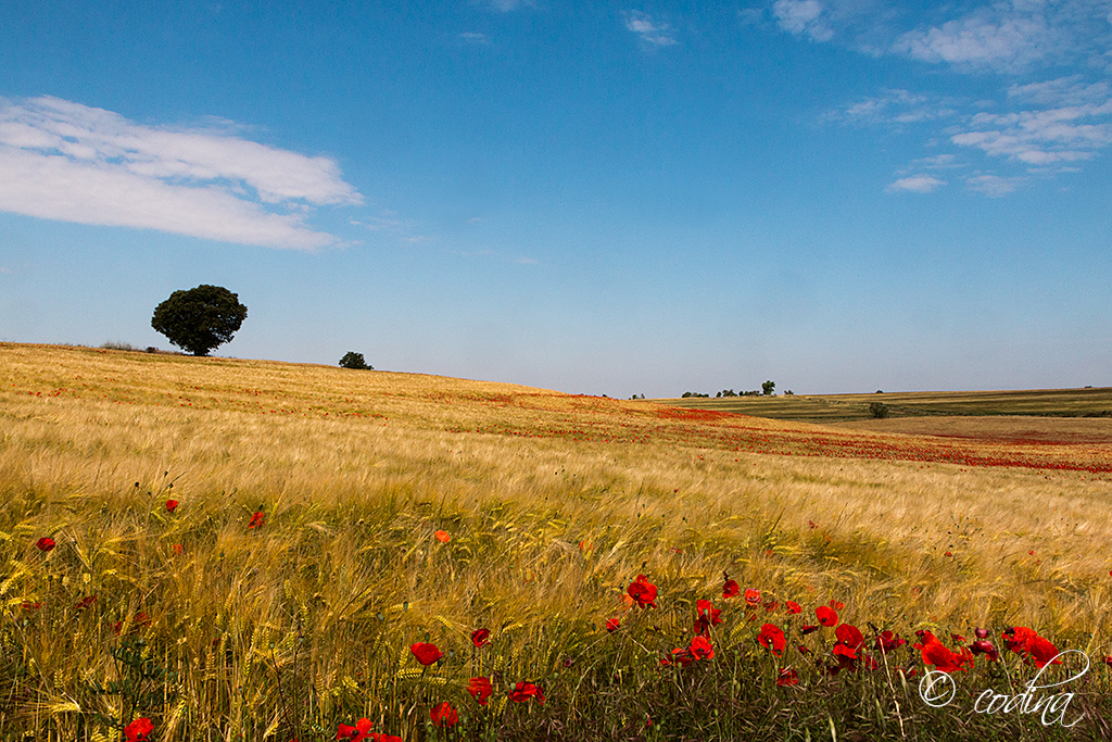 Campos de la Segarra