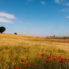 Campos de la Segarra