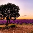 Campos de Lavanda