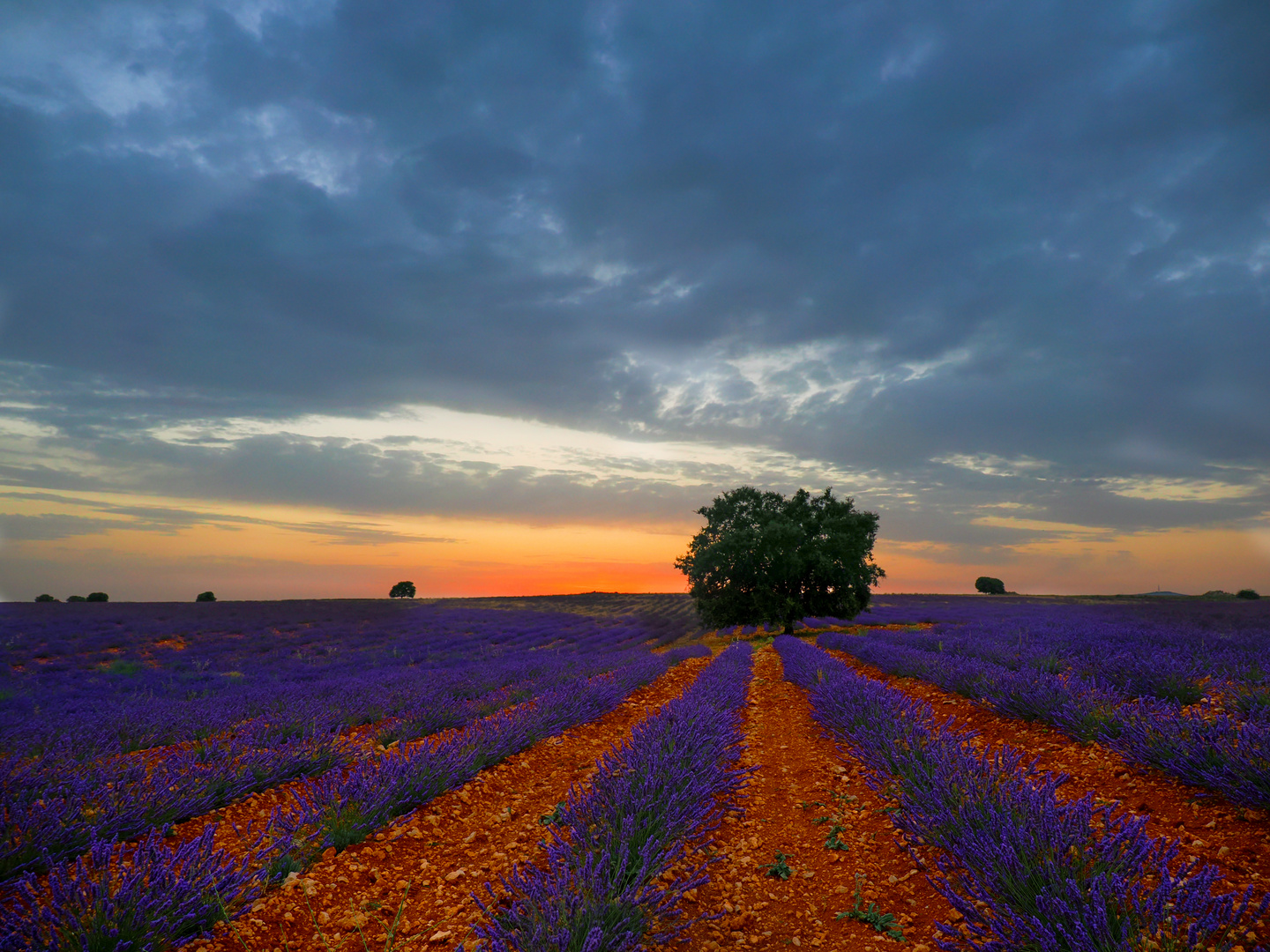 Campos de lavanda