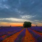 Campos de lavanda