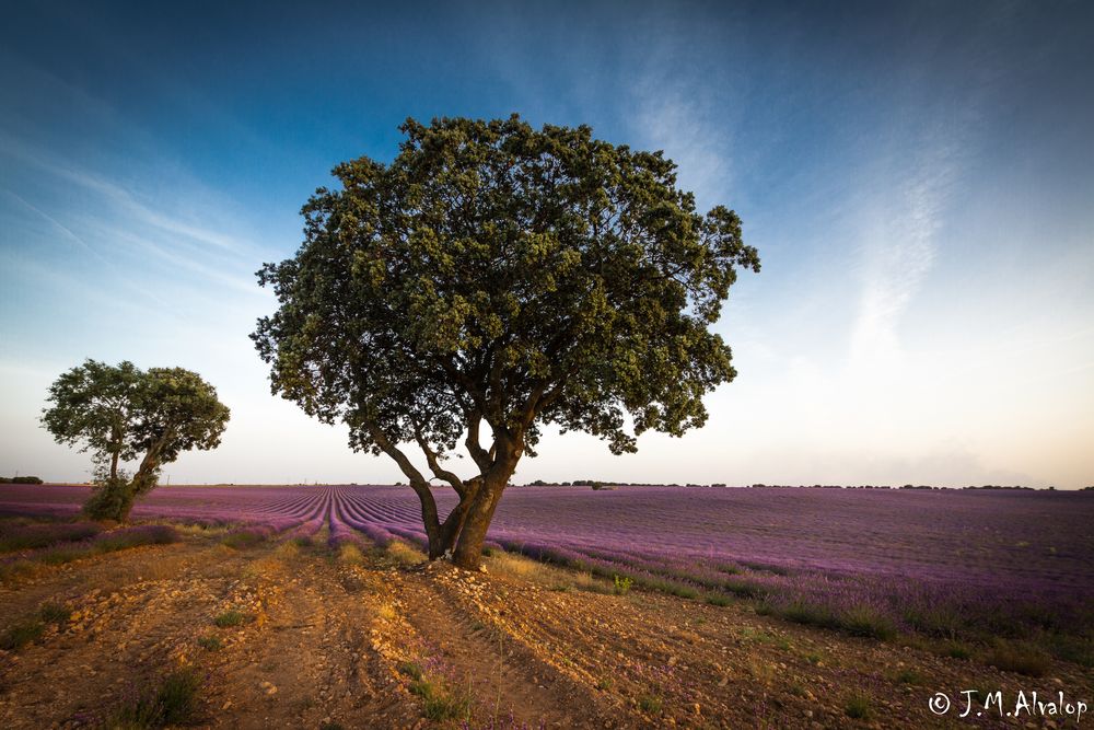 Campos de Lavanda