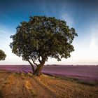 Campos de Lavanda