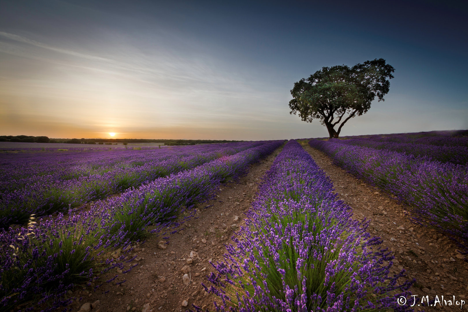 Campos de Lavanda de Brihuega