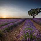 Campos de Lavanda de Brihuega