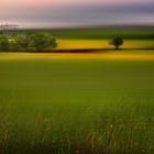 CAMPOS DE MI VALLE