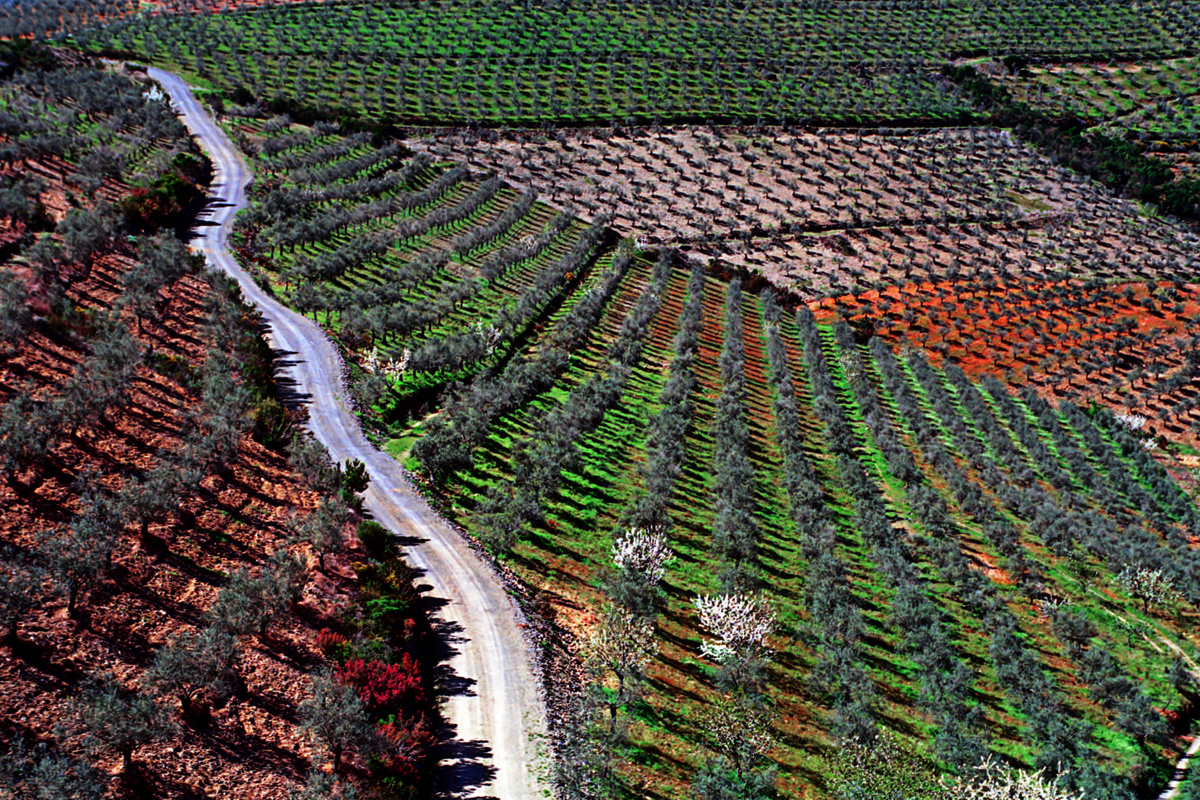 Campos de olivares en primavera