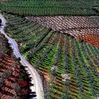 Campos de olivares en primavera