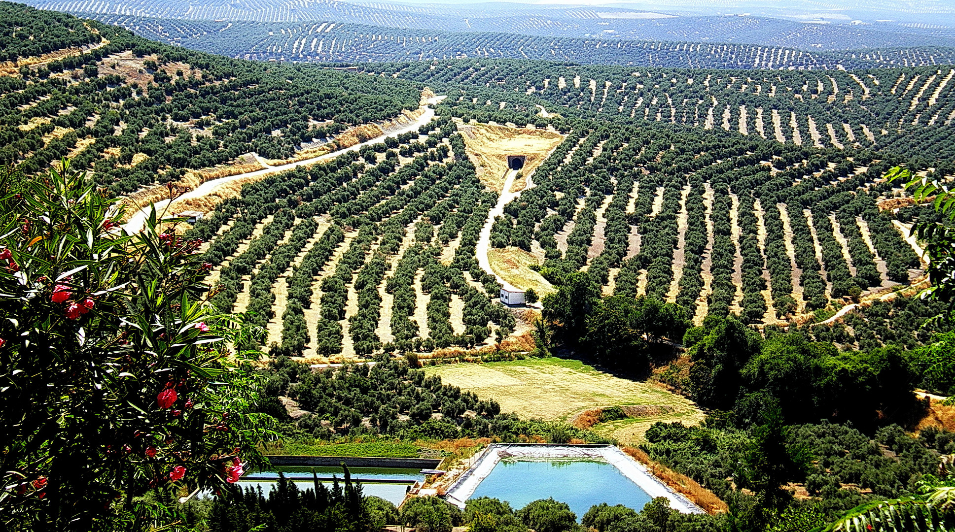 "Campos de Olivos " desde los Miradores, en la ciudad de Ubeda (Jaén)