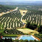 "Campos de Olivos " desde los Miradores, en la ciudad de Ubeda (Jaén)