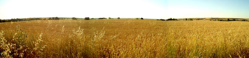 CAMPOS DE ORO