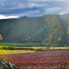 Campos de pimientos secándose